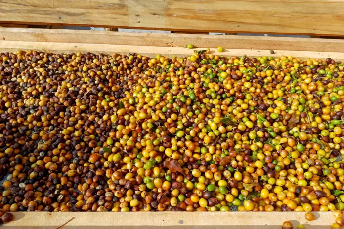Produtores rurais se organizam para viabilizar criação de marca de café em Ouro Preto