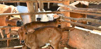 Prefeitura de Itabirito firma convênio com Sindicato para garantir atendimento gratuito a produtores rurais