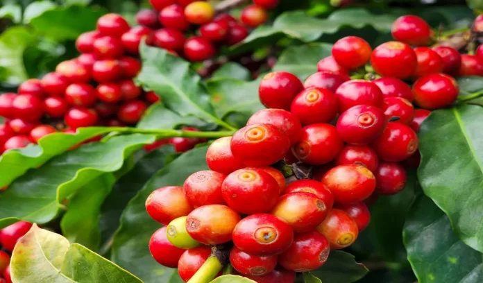 Café (Diego Vargas - Seapa)1222