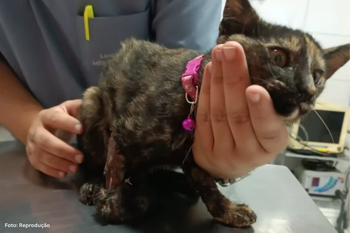 Bombeiros salvam gatinha machucada em Conselheiro Lafaiete