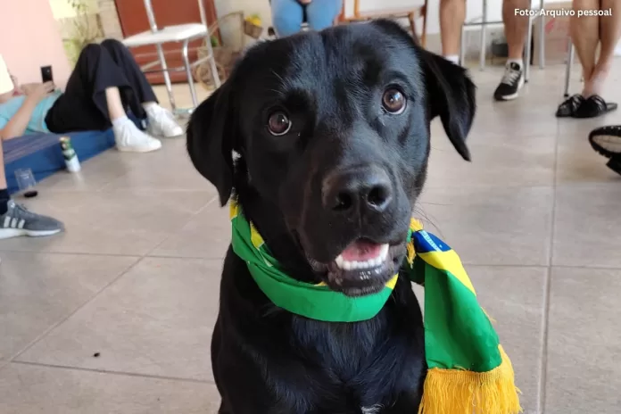 Labrador desaparece em Padre Viegas e família pede ajuda