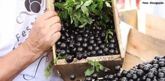 Sabará se prepara para celebrar a 39ª edição do Festival da Jabuticaba