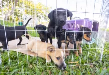 Feira incentiva adoção responsável de animais em Itabirito nesta sexta