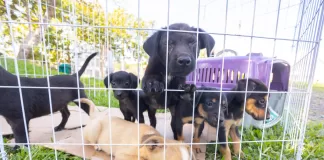 Feira incentiva adoção responsável de animais em Itabirito nesta sexta