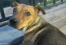 Cadelinha resgatada após abandono procura família na região