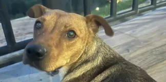 Cadelinha resgatada após abandono procura família na região