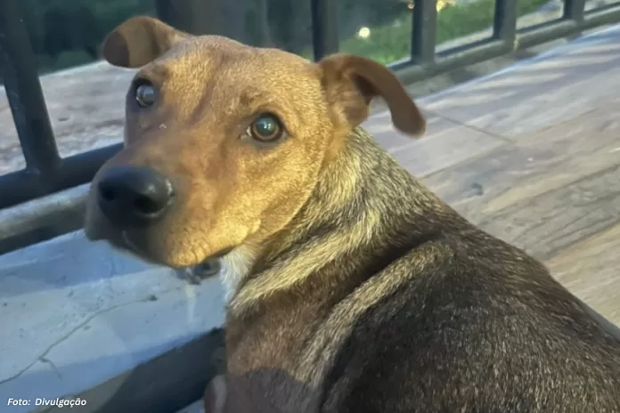 Cadelinha resgatada após abandono procura família na região
