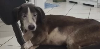 ONG busca lar para cão idoso após tratamento veterinário