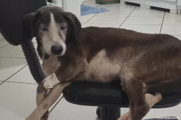ONG busca lar para cão idoso após tratamento veterinário