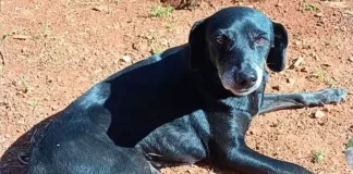 Família procura por cadela idosa desaparecida em Itabirito