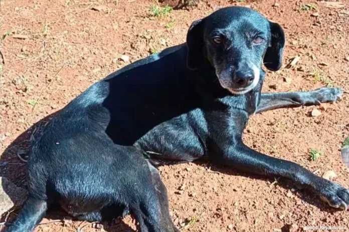 Família procura por cadela idosa desaparecida em Itabirito