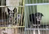 Relatos indicam falhas no canil municipal e atendimento animal em Ouro Preto