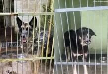 Relatos indicam falhas no canil municipal e atendimento animal em Ouro Preto