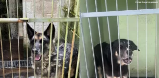 Relatos indicam falhas no canil municipal e atendimento animal em Ouro Preto