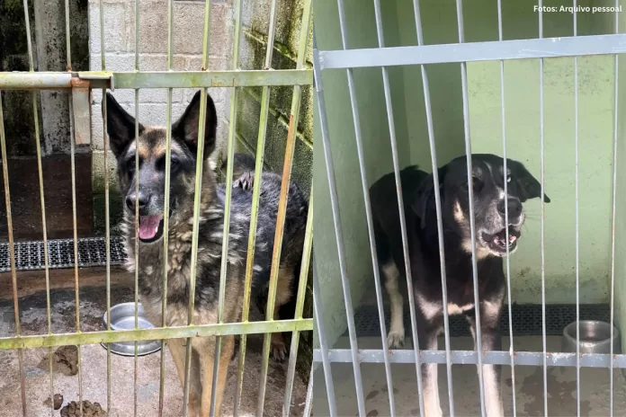 Relatos indicam falhas no canil municipal e atendimento animal em Ouro Preto