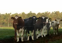 Começou em Mariana a campanha de vacinação gratuita contra brucelose Começou em Mariana a campanha de vacinação gratuita contra brucelose