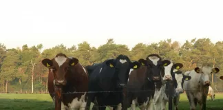 Começou em Mariana a campanha de vacinação gratuita contra brucelose