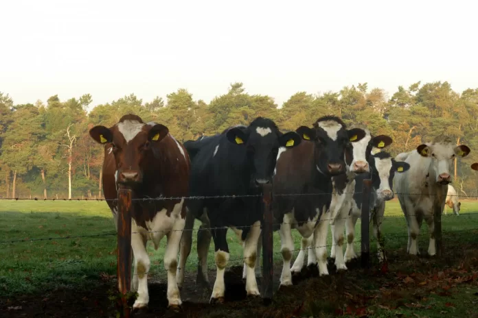 Começou em Mariana a campanha de vacinação gratuita contra brucelose