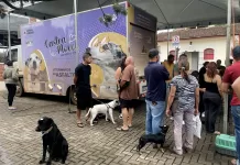 Ação garante castração de 215 cães e gatos em Itabirito