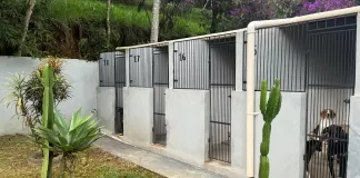 Centro de Acolhimento de Animais de Mariana é reformado