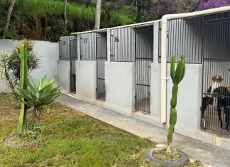 Centro de Acolhimento de Animais de Mariana é reformado