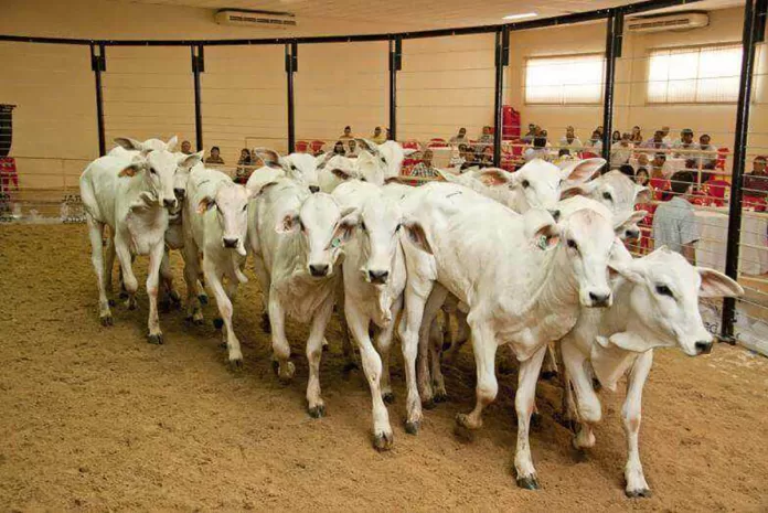 São Gonçalo promove 18º Leilão de Gado de Leite e Corte