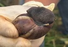 Mutirão de combate ao caramujo africano em Barão de Cocais