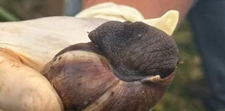 Mutirão de combate ao caramujo africano em Barão de Cocais