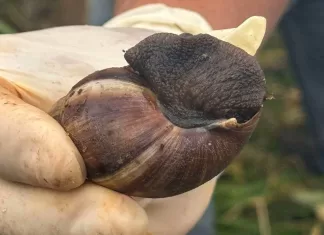 Mutirão de combate ao caramujo africano em Barão de Cocais