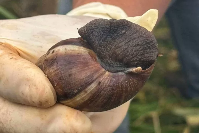 Mutirão de combate ao caramujo africano em Barão de Cocais