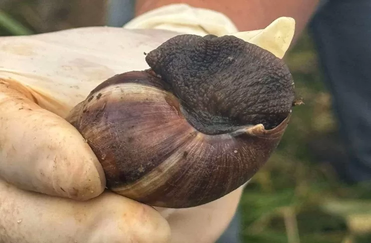 Mutirão de combate ao caramujo africano em Barão de Cocais