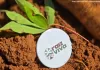 Projeto integra mandioca à cadeia da mineração em MG