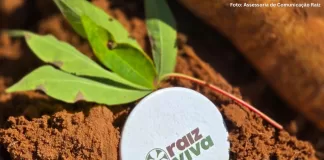 Projeto integra mandioca à cadeia da mineração em MG