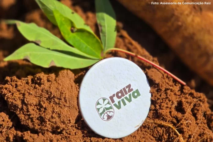 Projeto integra mandioca à cadeia da mineração em MG