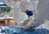 IMA vistoria 50 propriedades rurais em exercício simulado de gripe aviária