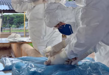 IMA vistoria 50 propriedades rurais em exercício simulado de gripe aviária