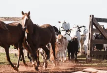 Vacina gratuita contra a raiva dos herbívoros já está disponível em Mariana