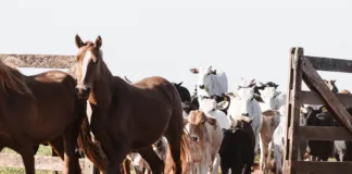 Vacina gratuita contra a raiva dos herbívoros já está disponível em Mariana