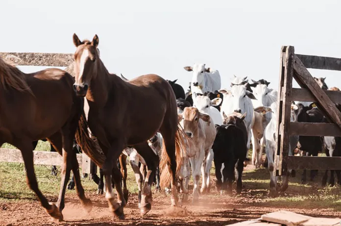 Vacina gratuita contra a raiva dos herbívoros já está disponível em Mariana