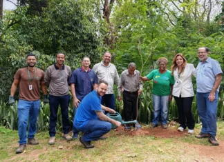 Codema participa de plantio de mudas em Monlevade Codema participa de plantio de mudas em Monlevade