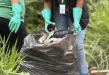 Mariana inicia mutirão de combate à dengue na próxima segunda-feira Mariana inicia mutirão de combate à dengue na próxima segunda-feira